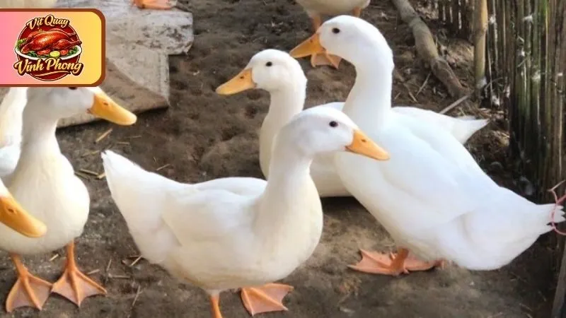 Cần lưu ý đến nguồn gốc mua vịt