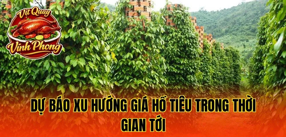 dự báo xu hướng giá hồ tiêu trong thời gian tới